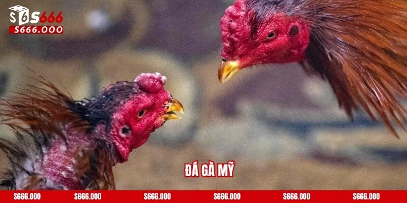 Đá gà Mỹ